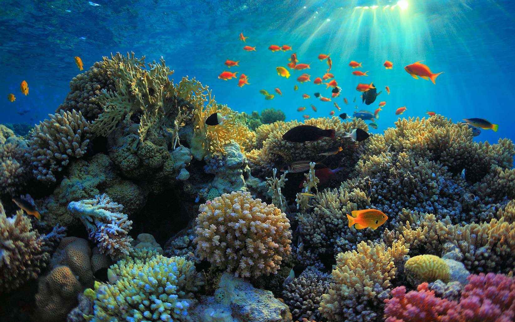 Море и кораллы